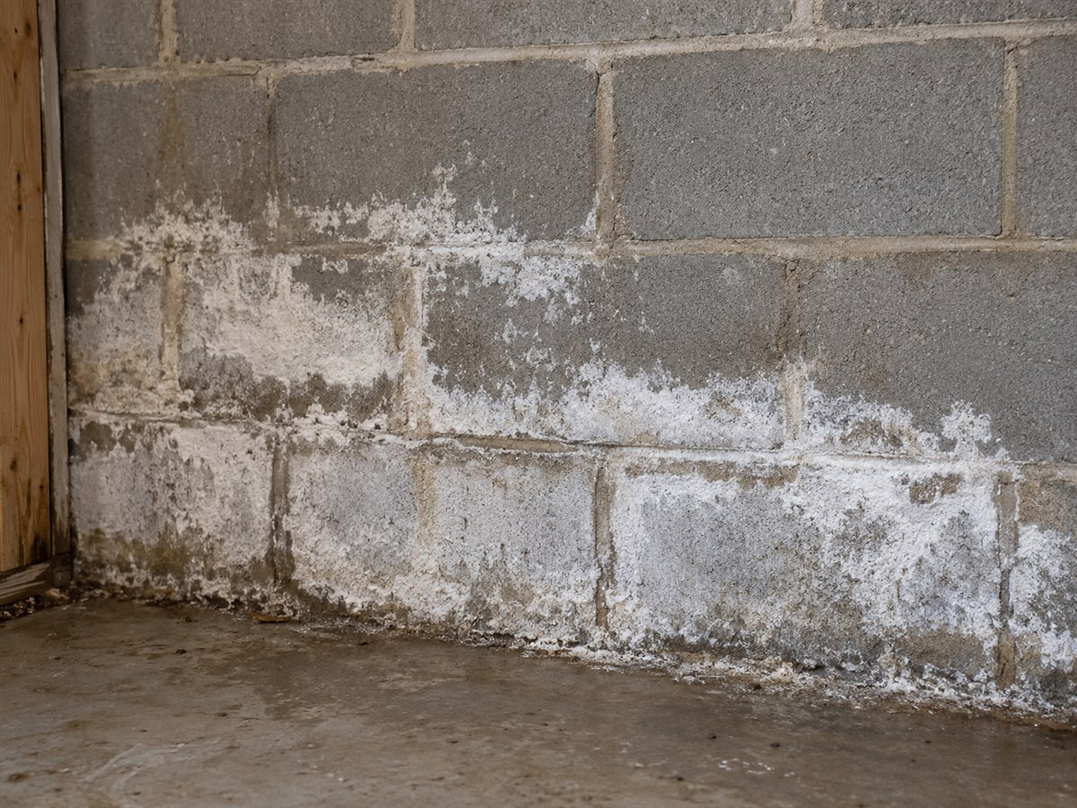 White efflorescence residue on a gray concrete block basement wall